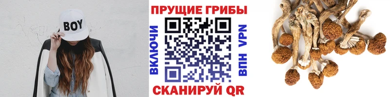 OMG ссылка  Белый  Псилоцибиновые грибы GOLDEN TEACHER 